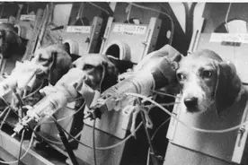 为证明吸烟无害，英国烟草公司让狗每天吸30支烟，持续长达3年图片