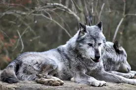 原创比特犬再猛，能打赢狼吗？没有对比就没有伤害图片