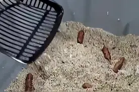 在猫面前疯狂吃猫砂，这种美食狠活儿是怎么火起来的？图片