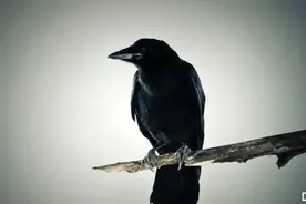 卢布诡异暴涨，谁在收割谁？图片