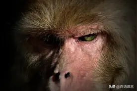 印度上演“猴狗大战”！群狗杀死一只猴幼崽，群猴杀死250只狗图片