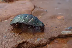 知识贴！你知道什么是西瓜虫吗？我来告诉你它是什么，有什么用图片