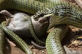 老宅挖出蛇大叔高兴极了，没想到隔天老宅又出现死蛇，大叔慌了图片