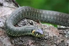 蛇的七寸与阿喀琉斯的脚后跟图片