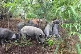 好山好水养好猪——贵州二表哥生态农业公司构建凉都黑土猪“亿元产业链”图片