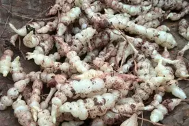 外形酷似冬虫夏草的“土虫草”，曾经被炒到几百一斤，有啥功效？图片