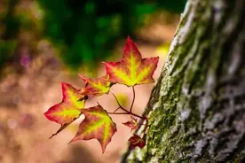 老祖宗告诫：“不要让这四种人来你家里，关系多好都不行”！图片