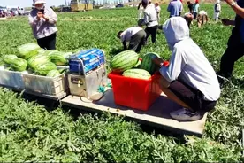 134团瓜田惊现运瓜“神器”图片