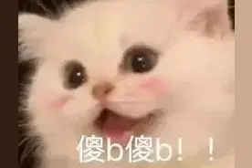 聊天撒娇必用猫咪表情包｜你是不是嫌我傻不拉几的图片