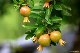 石榴高产，春季芽前管理很关键，该怎样管理？图片