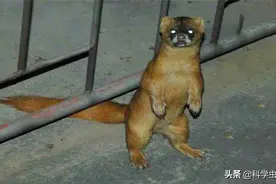 动物能“成精”吗？1997年黄鼠狼向一村民“讨封”，究竟是真是假图片