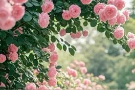 接下来的四天，宁波阳光全勤“上岗”图片