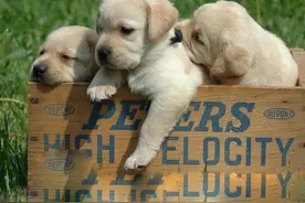 小白养拉布拉多秘籍图片