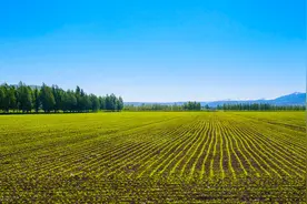 中国乡村发展基金会天使工程项目天使数字化巡诊包采购竞争性磋商公告图片