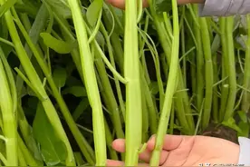 蔬菜也有三胞胎，产量高3倍图片