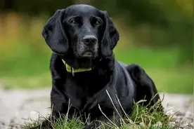 “千万别养黑狗”——老一辈为何这样说图片