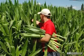 玉米砍掉穗棒以上的部分茎杆，减少营养物质的消耗，能提高产量？图片