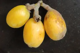 老广的枇杷炖汤图片