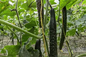 黄瓜种植浇“三水”，浇好了瓜多得摘不完图片