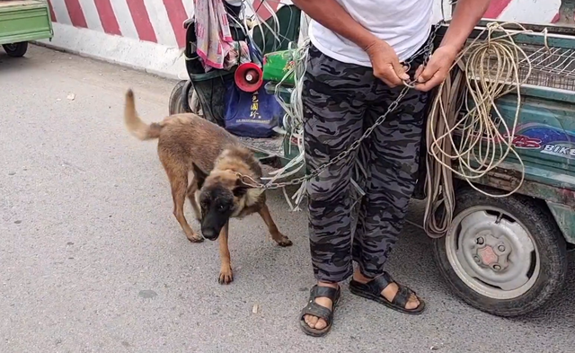 360块，马犬就此卖狗贩，只要钱到位狗主直言：你叫抱哪就抱到哪