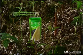 好原料造就好味道 良品铺子野山笋来自云南深山“笋中之冠”图片