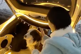 湖北武汉，女网红未经主人同意摸狗头被咬脸，事后讹上狗主人图片