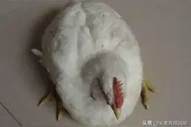 鸡为什么会瘸腿瘫痪 养的鸡出现瘸腿的现象怎么办图片