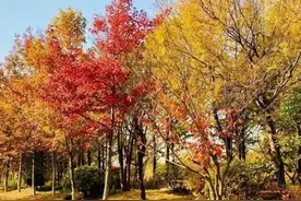 老年人学乐器最主要的三大好处图片