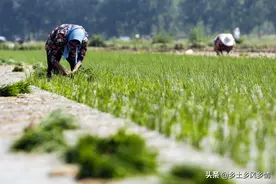 关于插秧，你想知道的都在这里了图片