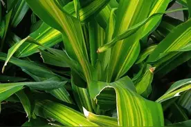 不入团，能入党吗图片