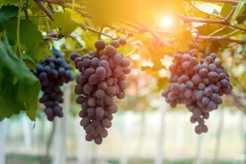 夏季水果品种繁多，肿瘤患者的水果黑红榜，建议收藏图片