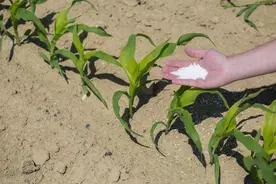 玉米追肥，用尿素还是复合肥？很多人都做错了，难怪产量低图片