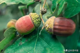 秋天捡橡子，橡子是个啥东西图片