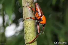 神奇的竹笋虫，害虫逆袭为美食，成就特种养殖神话图片