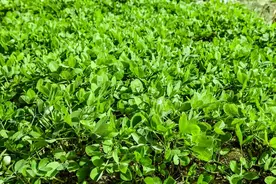 这才是花生三遍药的最佳配方！1亩地只要十几块，亩产千斤并不难图片