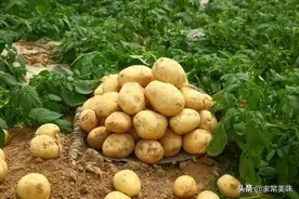 全国哪的土豆最好吃？经过对比，这6个产地最为出名，有你家乡吗图片
