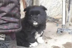 “四脚白，戴孝进家宅”，四个脚爪白色的狗不能养！早点醒醒吧图片