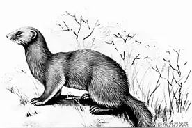 民间故事：光棍夜行，遇见黄鼠狼讨封，光棍：我想要个媳妇图片