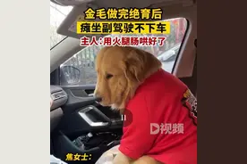 湖北宜昌，金毛绝育后瘫坐副驾驶不下车，主人用两根火腿肠才把它哄下来图片