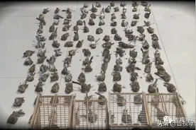 男子嘴馋“备年货”，非法捕鸟136只被拘留图片