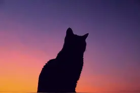 男人最喜欢的，是“猫性”女人图片