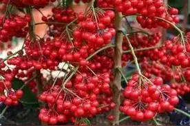 金玉满堂，本名叫朱砂根，老百姓叫它大罗伞、富贵子图片