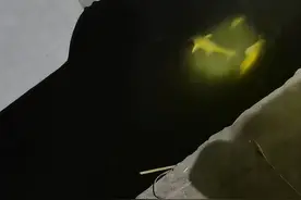 反常！江苏男子夜钓发现河里成群黄颡鱼浮头，网友热议图片