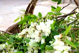 春天，洋槐花是个宝！简单蒸一蒸，营养好吃不上火图片