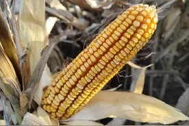 平均亩产2650斤，这个耐密型玉米种，高抗锈病和青枯病图片