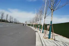 春季栽植树木要点解析图片