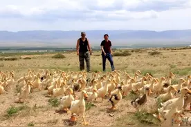 22年前，浙江10万“鸭兵”去新疆灭蝗虫，战况如何？后面仍有故事图片