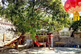 枣树：门前正确种植，转运“早”人一步图片