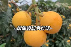 「嗨在贵州·采摘」罗甸：欢迎来品尝17.7度甜的无核枇杷图片