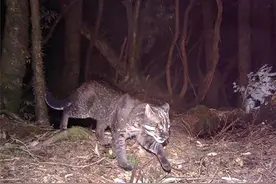 野生“彪”在广西出现，为何虎生三子，必有一彪，还弑母、杀兄？图片